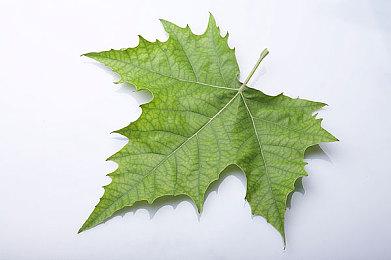 Xbox高管表示《完美音浪》成为公司爆款游戏